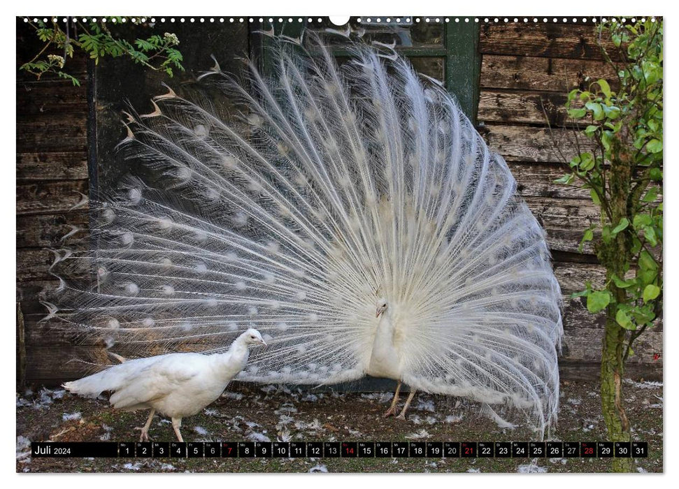 Peacocks. Magnificent and dazzling (CALVENDO wall calendar 2024) 