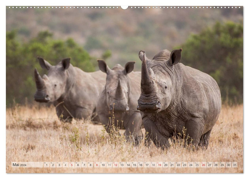 Emotionale Momente: Afrikas Big Five / CH-Version (CALVENDO Premium Wandkalender 2024)