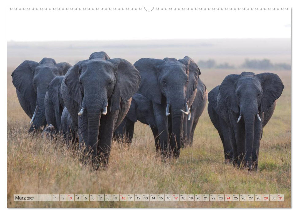 Moments d'émotion : les Big Five de l'Afrique (Calendrier mural CALVENDO Premium 2024) 