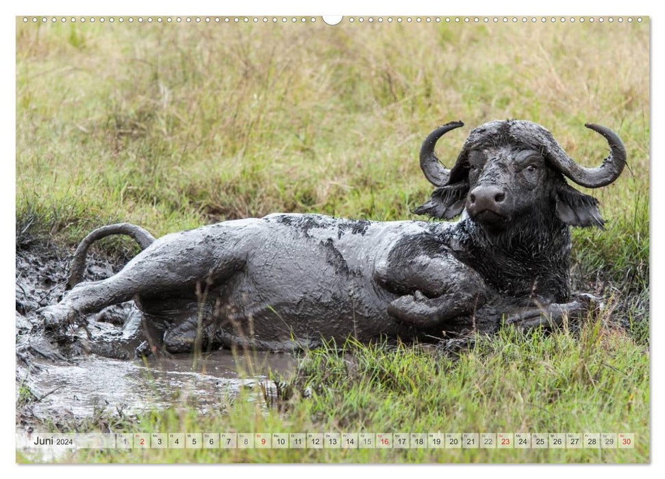 Moments d'émotion : les Big Five de l'Afrique (Calendrier mural CALVENDO Premium 2024) 