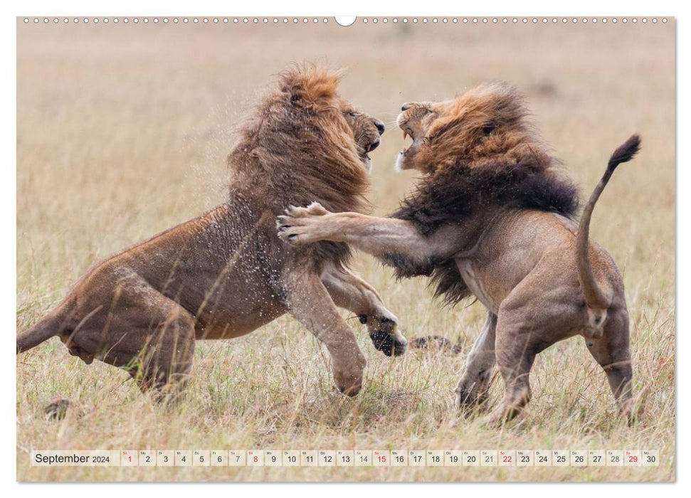 Emotional moments: Africa's Big Five (CALVENDO Premium Wall Calendar 2024) 