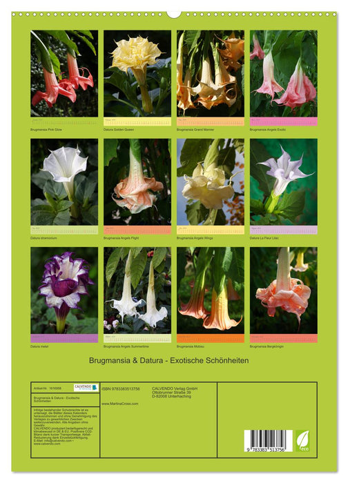 Brugmansia & Datura - Exotische Schönheiten (CALVENDO Premium Wandkalender 2024)
