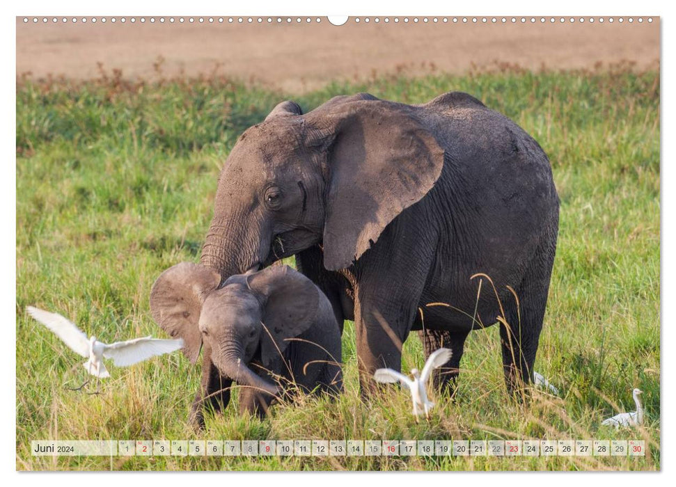 Moments d'émotion : la faune africaine. Partie 3. / Version CH (calendrier mural CALVENDO Premium 2024) 