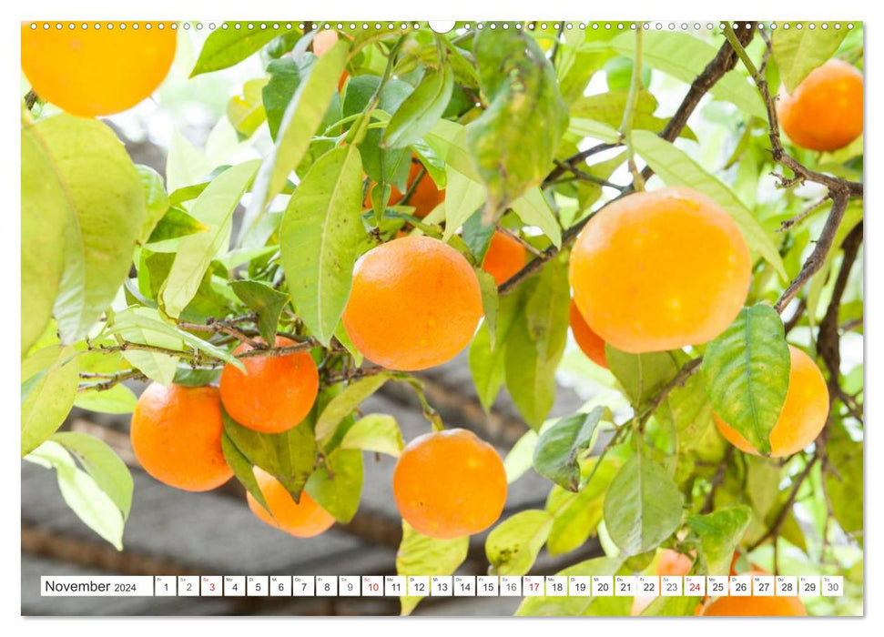 Emotional moments: oranges &amp; lemons. (CALVENDO wall calendar 2024) 