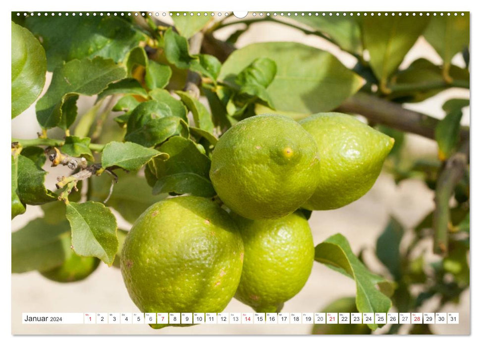 Emotional moments: oranges &amp; lemons. (CALVENDO wall calendar 2024) 