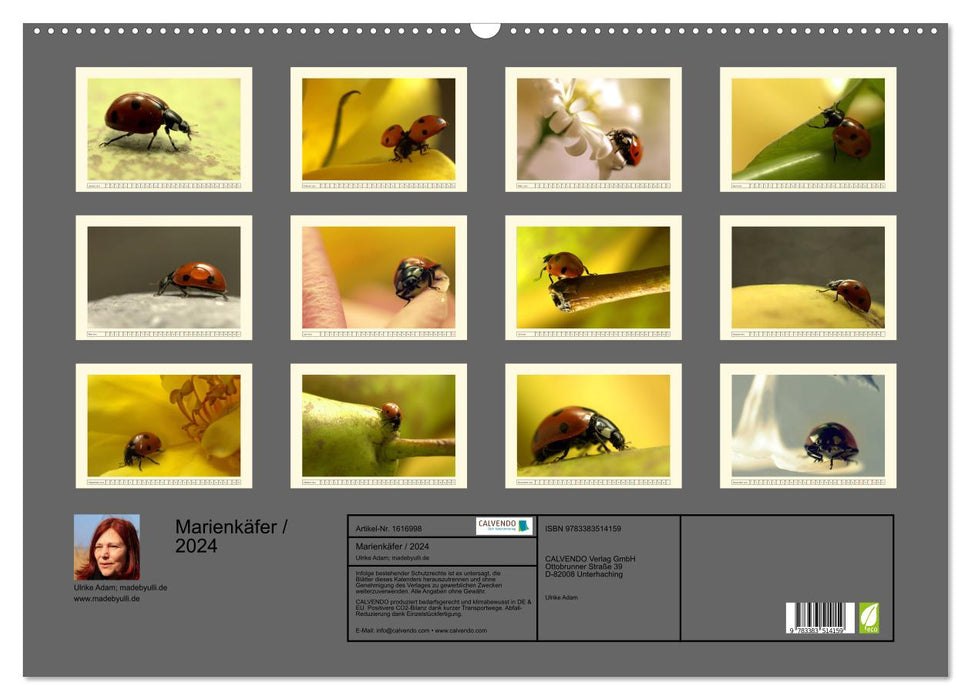 Ladybug / 2024 (CALVENDO wall calendar 2024) 