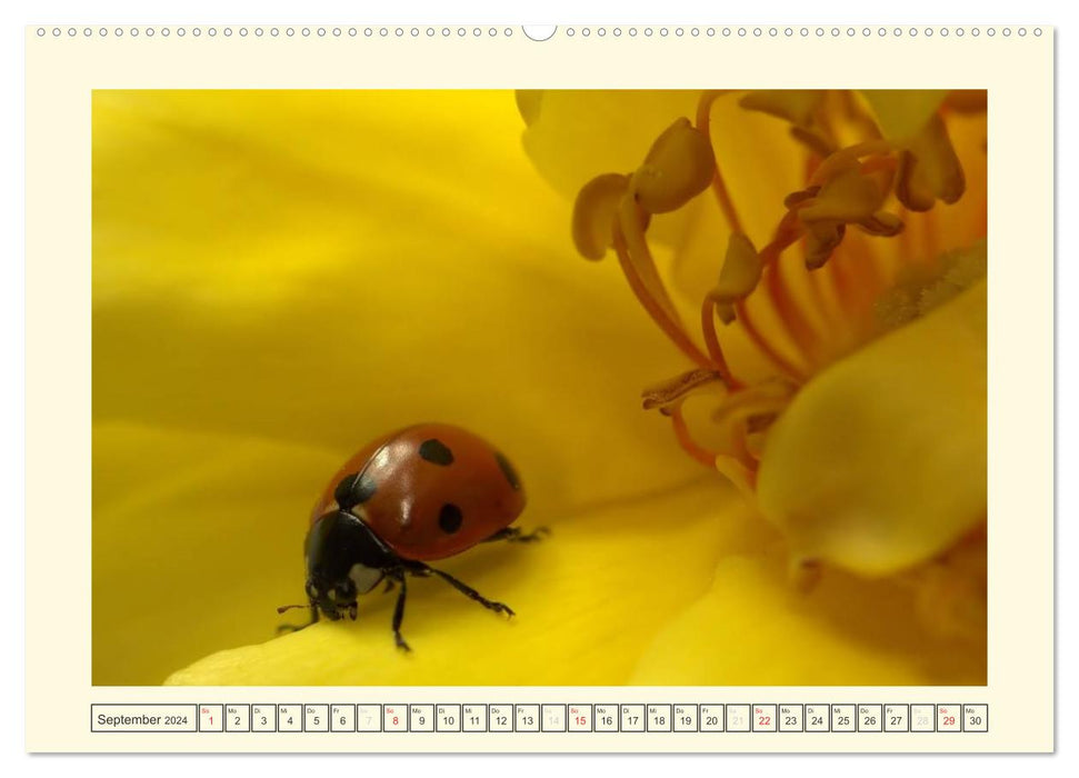 Ladybug / 2024 (CALVENDO wall calendar 2024) 