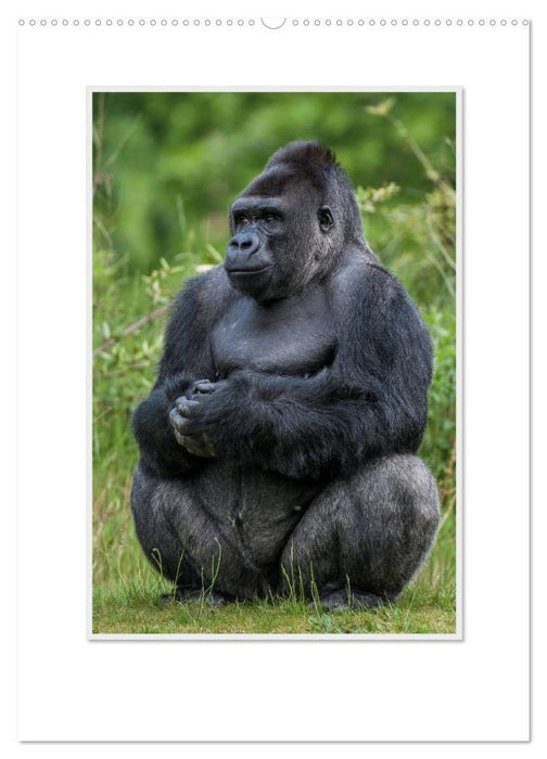Emotionale Momente: Aus dem Leben der Familie Gorilla. / CH-Version (CALVENDO Premium Wandkalender 2024)