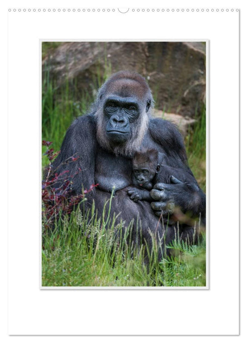 Emotional moments: From the life of the Gorilla family. / CH version (CALVENDO Premium wall calendar 2024) 