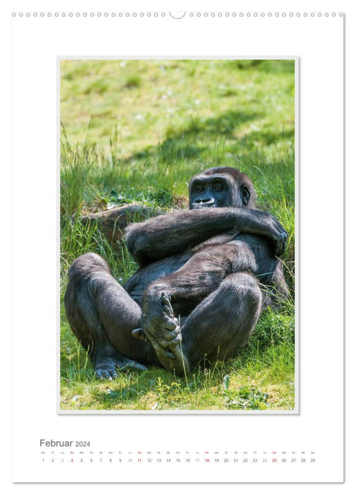 Moments d'émotion : De la vie de la famille Gorilla. (Calendrier mural CALVENDO Premium 2024) 