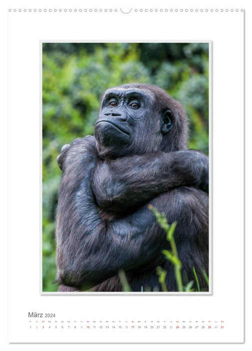 Emotional moments: From the life of the Gorilla family. (CALVENDO Premium Wall Calendar 2024) 