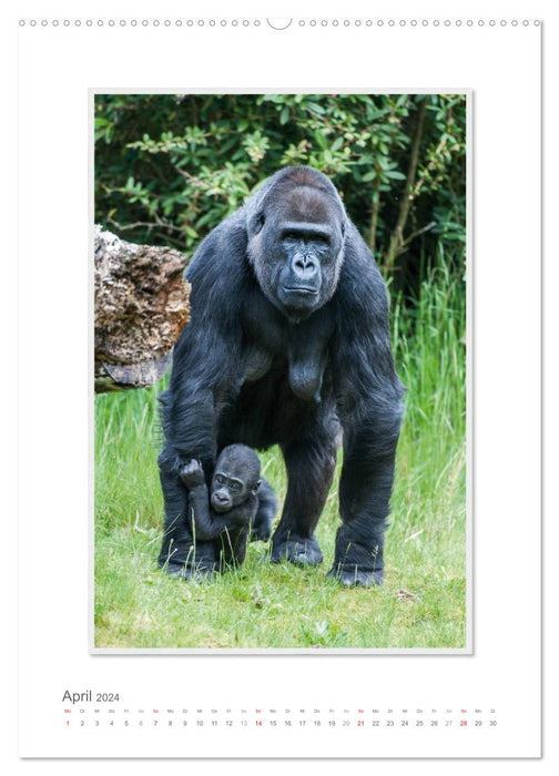 Moments d'émotion : De la vie de la famille Gorilla. (Calendrier mural CALVENDO Premium 2024) 