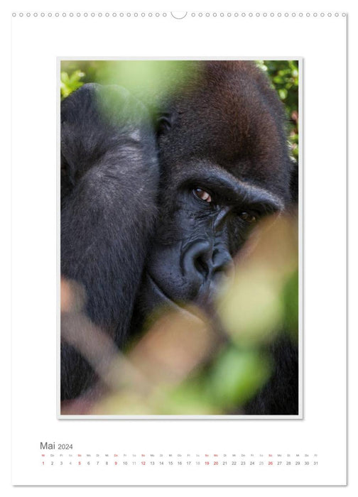 Emotional moments: From the life of the Gorilla family. (CALVENDO Premium Wall Calendar 2024) 
