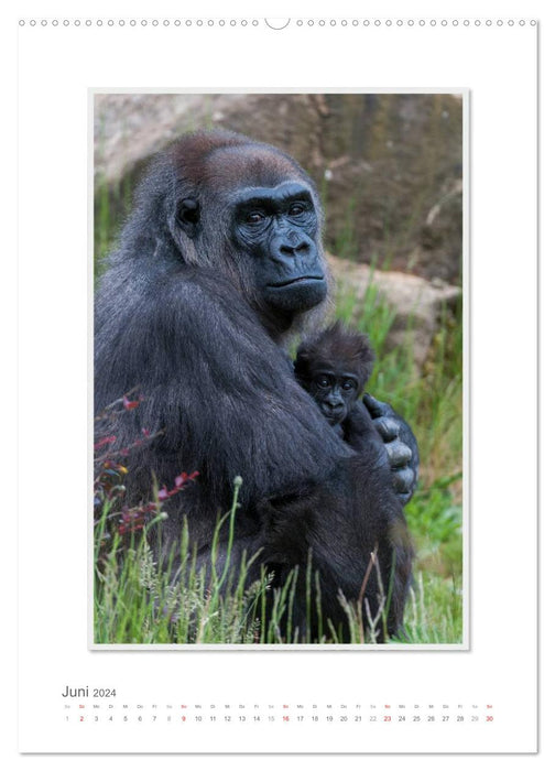 Emotionale Momente: Aus dem Leben der Familie Gorilla. (CALVENDO Premium Wandkalender 2024)