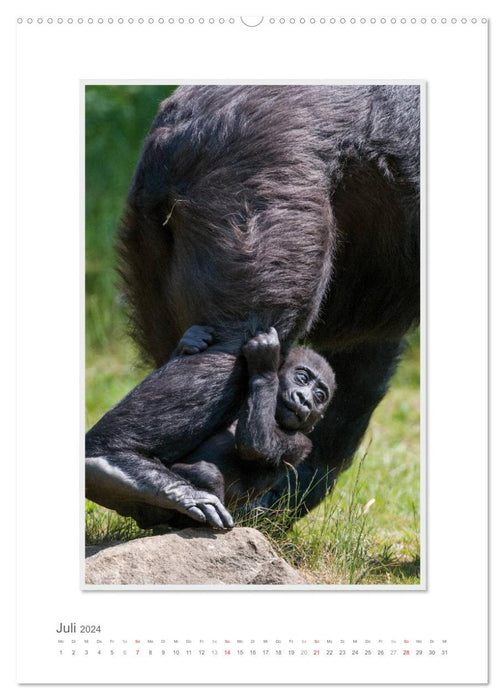 Moments d'émotion : De la vie de la famille Gorilla. (Calendrier mural CALVENDO Premium 2024) 