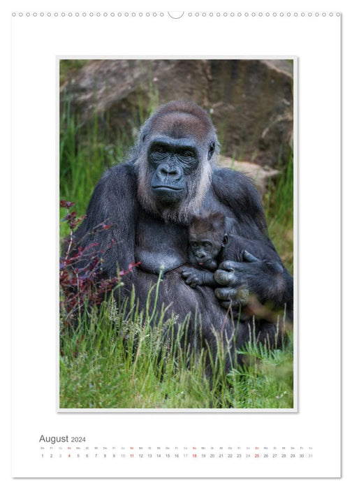 Emotionale Momente: Aus dem Leben der Familie Gorilla. (CALVENDO Premium Wandkalender 2024)