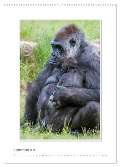 Emotionale Momente: Aus dem Leben der Familie Gorilla. (CALVENDO Premium Wandkalender 2024)