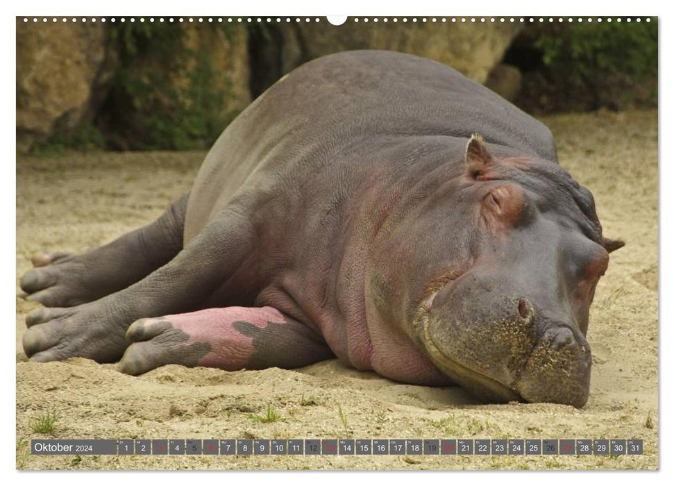 Rhinocéros et hippopotames (Calvendo Premium Wall Calendar 2024) 