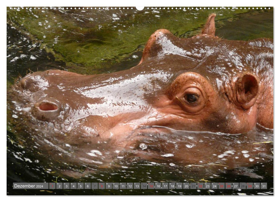 Rhinocéros et hippopotames (Calvendo Premium Wall Calendar 2024) 