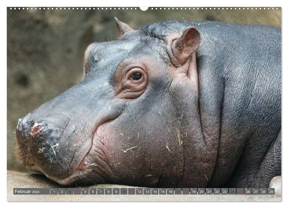 Rhinocéros et hippopotames (Calvendo Premium Wall Calendar 2024) 