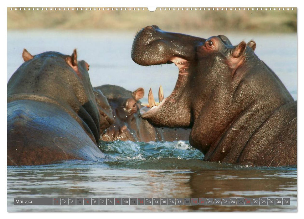 Rhinocéros et hippopotames (Calvendo Premium Wall Calendar 2024) 