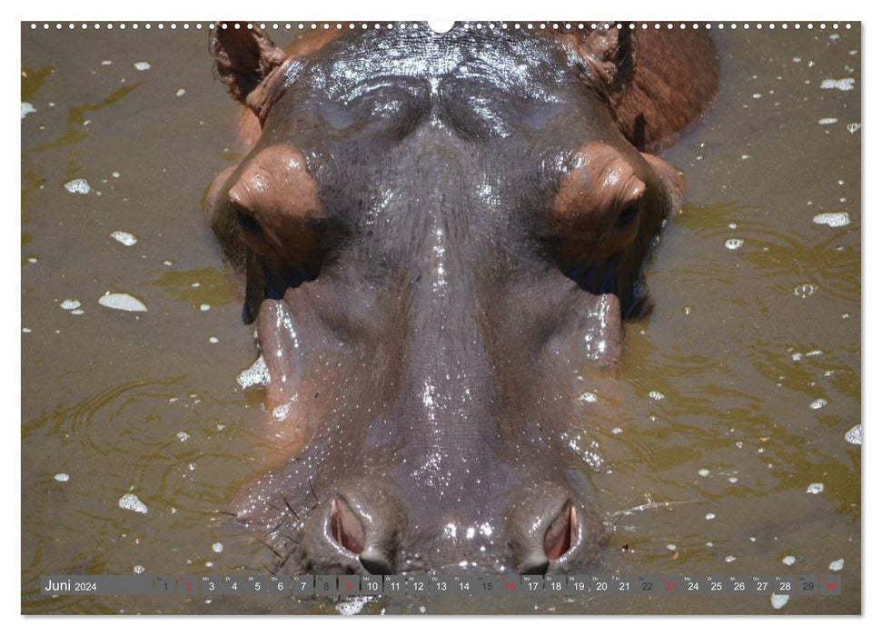 Rhinocéros et hippopotames (Calvendo Premium Wall Calendar 2024) 