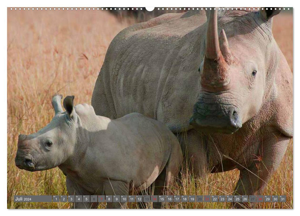 Rhinocéros et hippopotames (Calvendo Premium Wall Calendar 2024) 