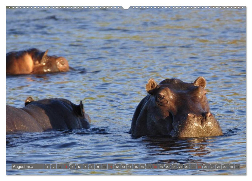 Rhinos &amp; Hippos (CALVENDO Premium Wall Calendar 2024) 