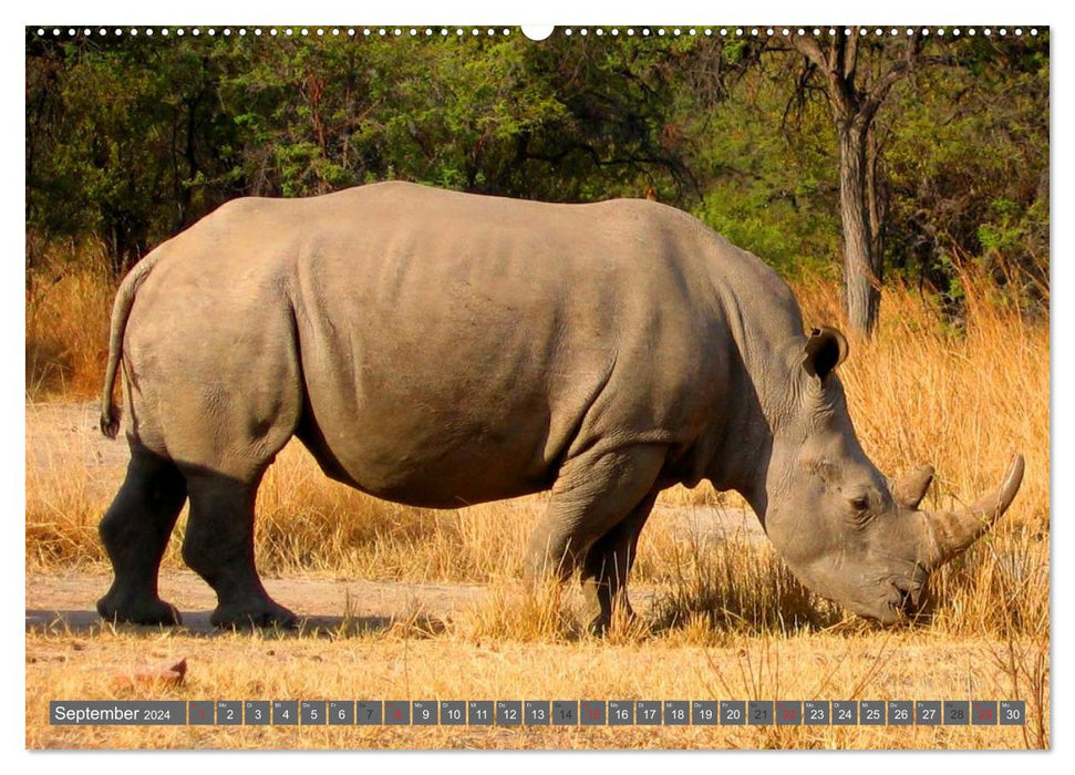 Rhinos &amp; Hippos (CALVENDO Premium Wall Calendar 2024) 