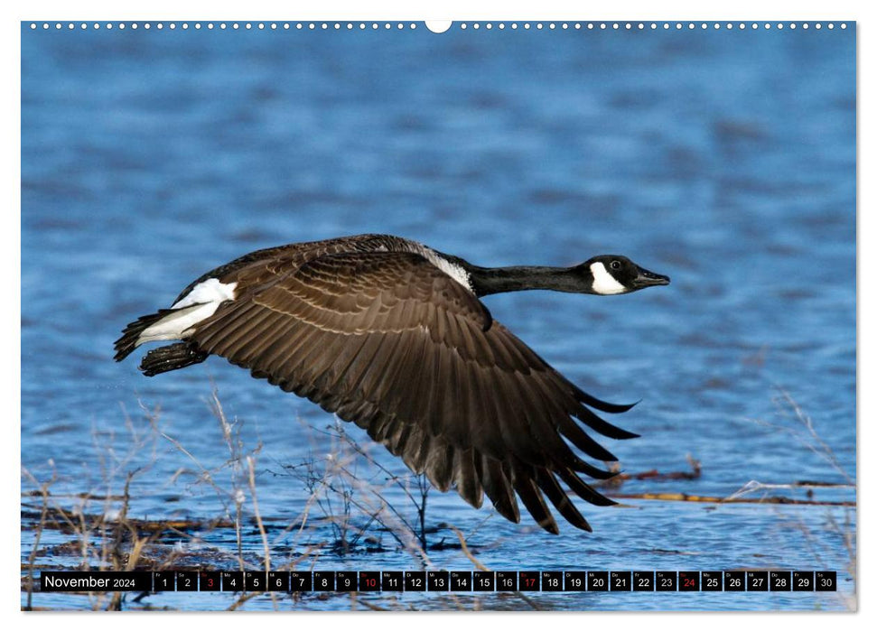 CANADA GOOSE - The 'honking' bird (CALVENDO wall calendar 2024) 
