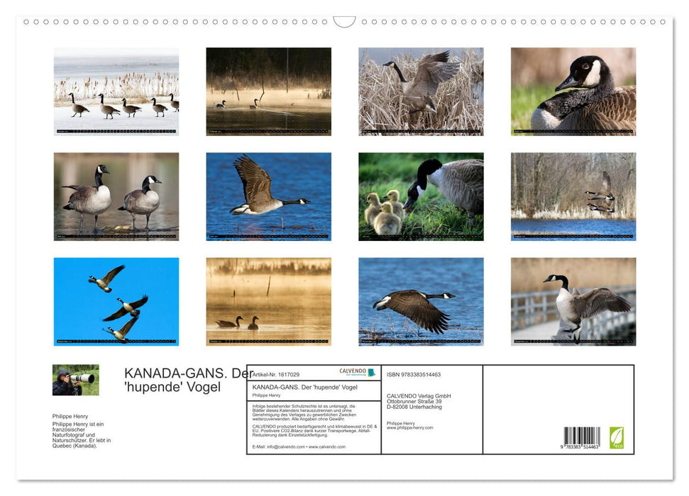 KANADA-GANS - Der 'hupende' Vogel (CALVENDO Wandkalender 2024)