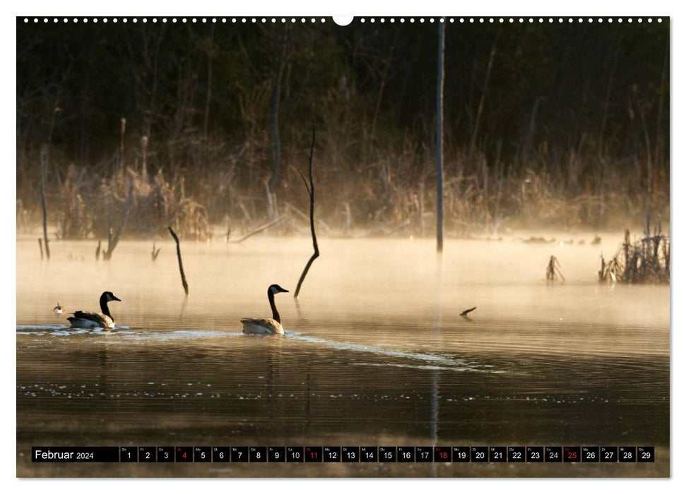 KANADA-GANS - Der 'hupende' Vogel (CALVENDO Wandkalender 2024)