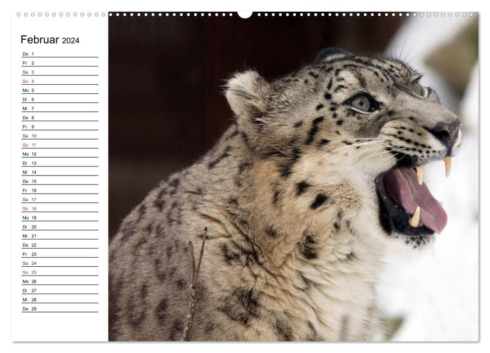 Gros chats. Les chasseurs silencieux (Calvendo Premium Wall Calendar 2024) 