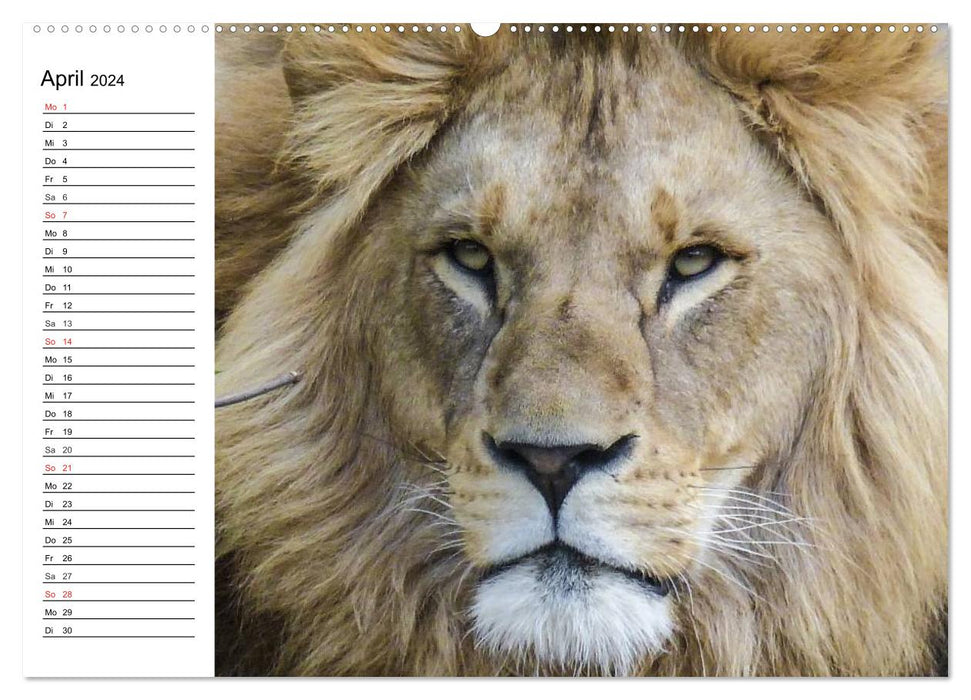 Gros chats. Les chasseurs silencieux (Calvendo Premium Wall Calendar 2024) 