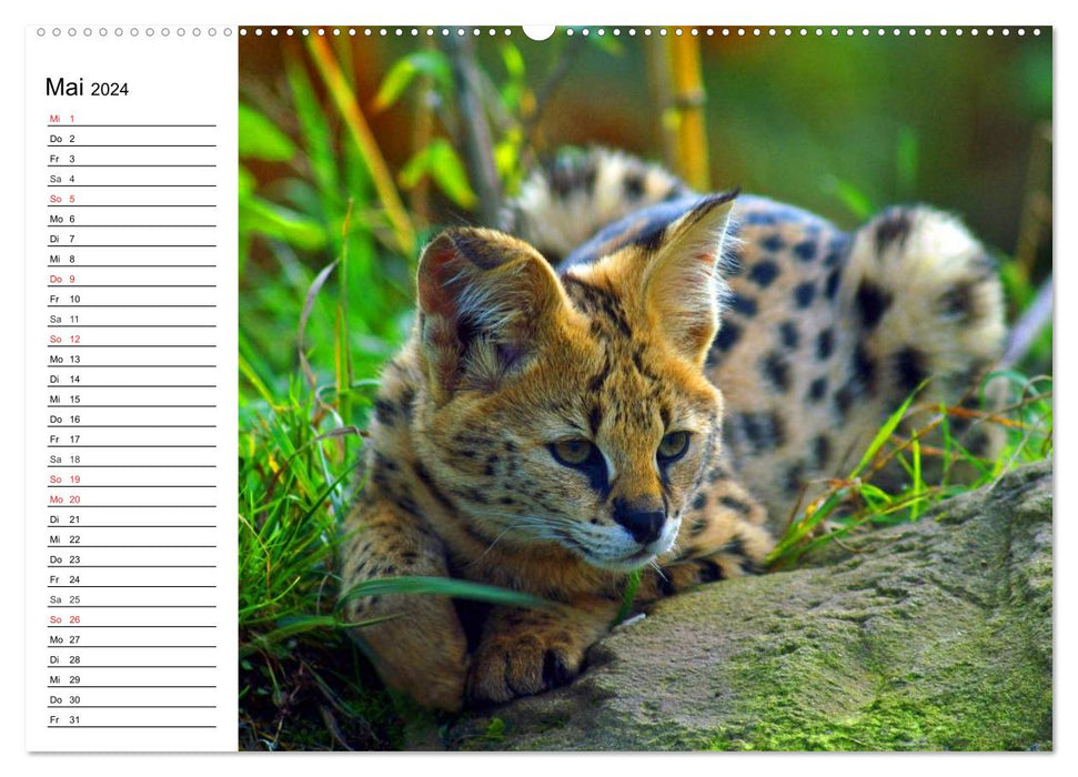 Gros chats. Les chasseurs silencieux (Calvendo Premium Wall Calendar 2024) 