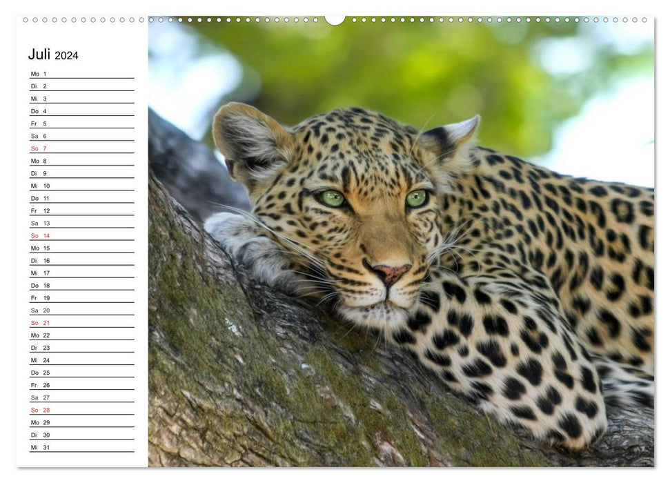 Gros chats. Les chasseurs silencieux (Calvendo Premium Wall Calendar 2024) 