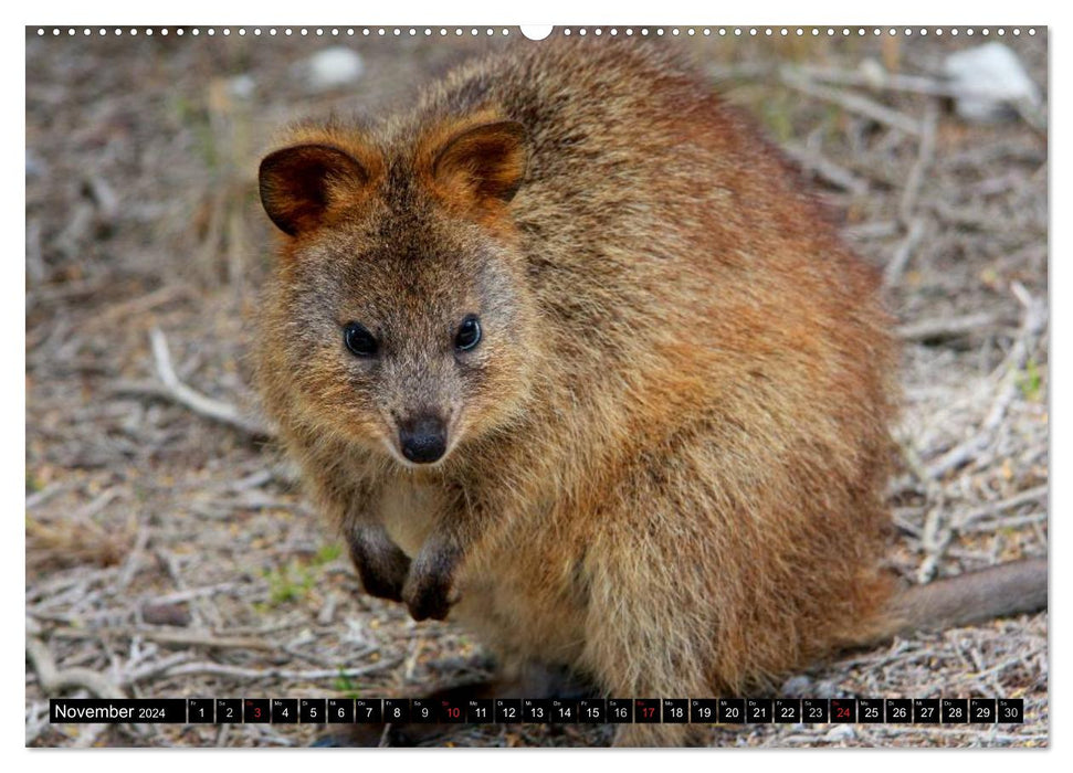 Australiens Tierwelt (CALVENDO Premium Wandkalender 2024)