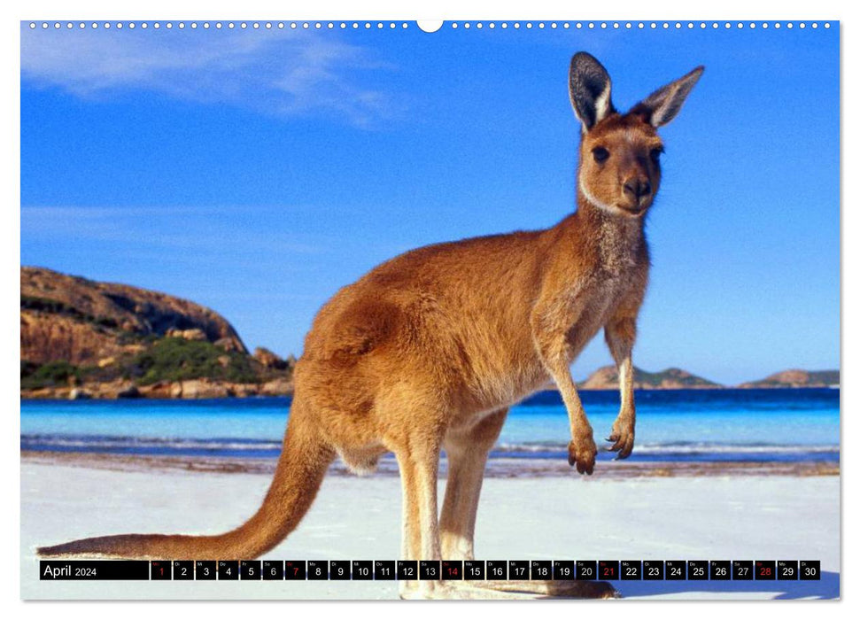 La faune australienne (Calvendo Premium Wall Calendar 2024) 