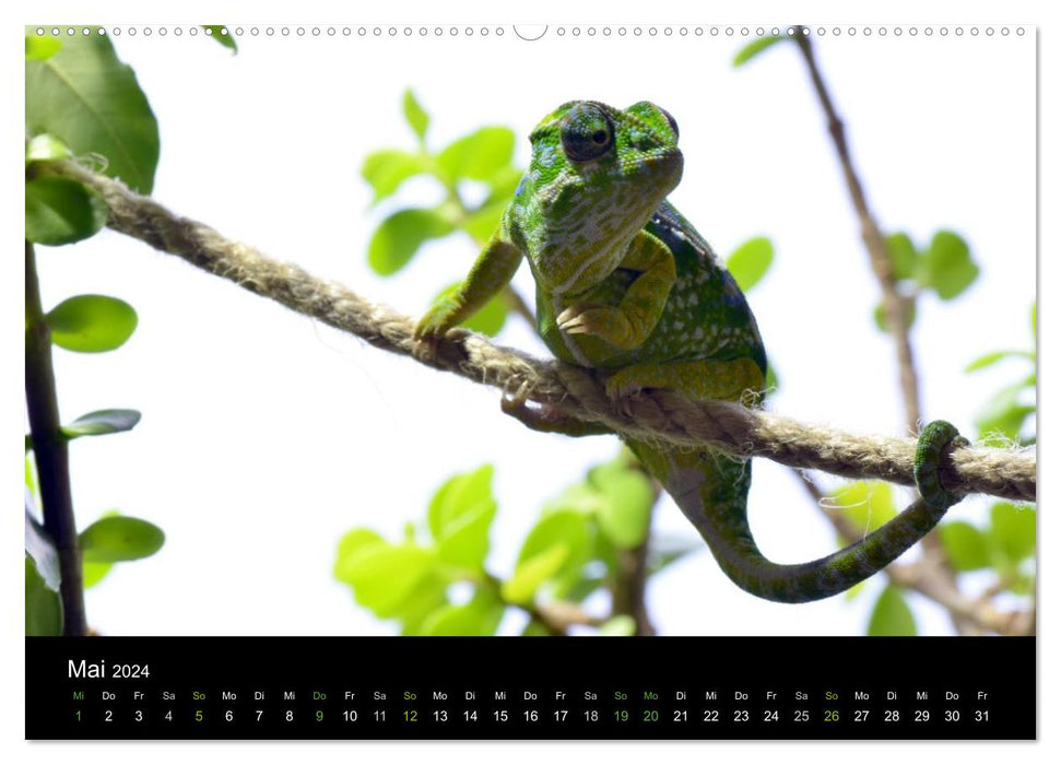 Reptilien (CALVENDO Premium Wandkalender 2024)