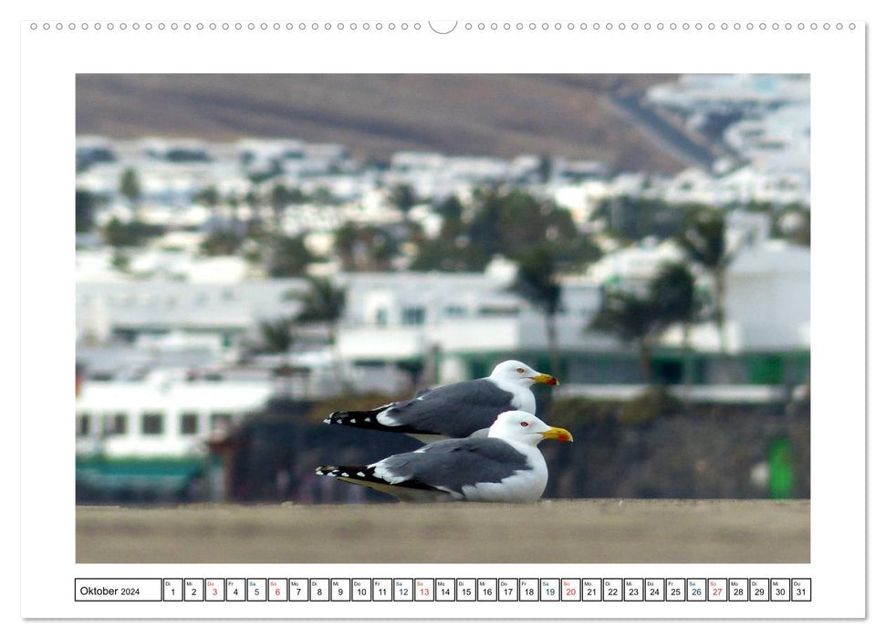 Lanzarote - Playa Blanca (Calendrier mural CALVENDO 2024) 