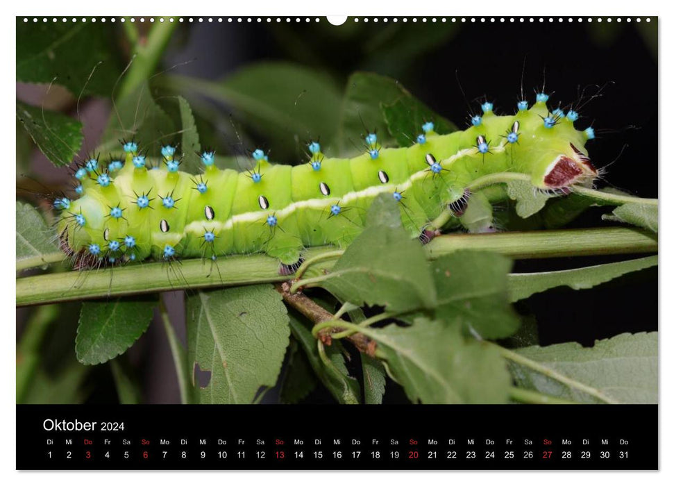 Fascination avec les chenilles de papillons (Calendrier mural CALVENDO 2024) 