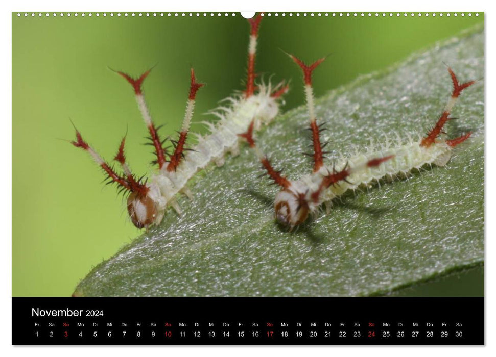 Fascination avec les chenilles de papillons (Calendrier mural CALVENDO 2024) 