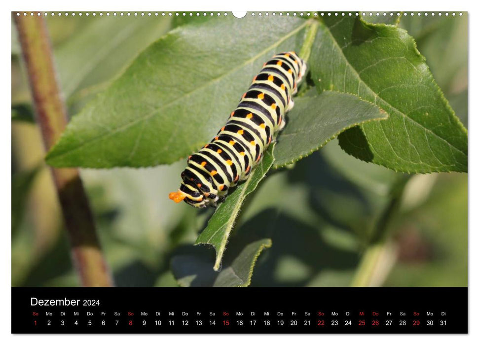 Fascination avec les chenilles de papillons (Calendrier mural CALVENDO 2024) 