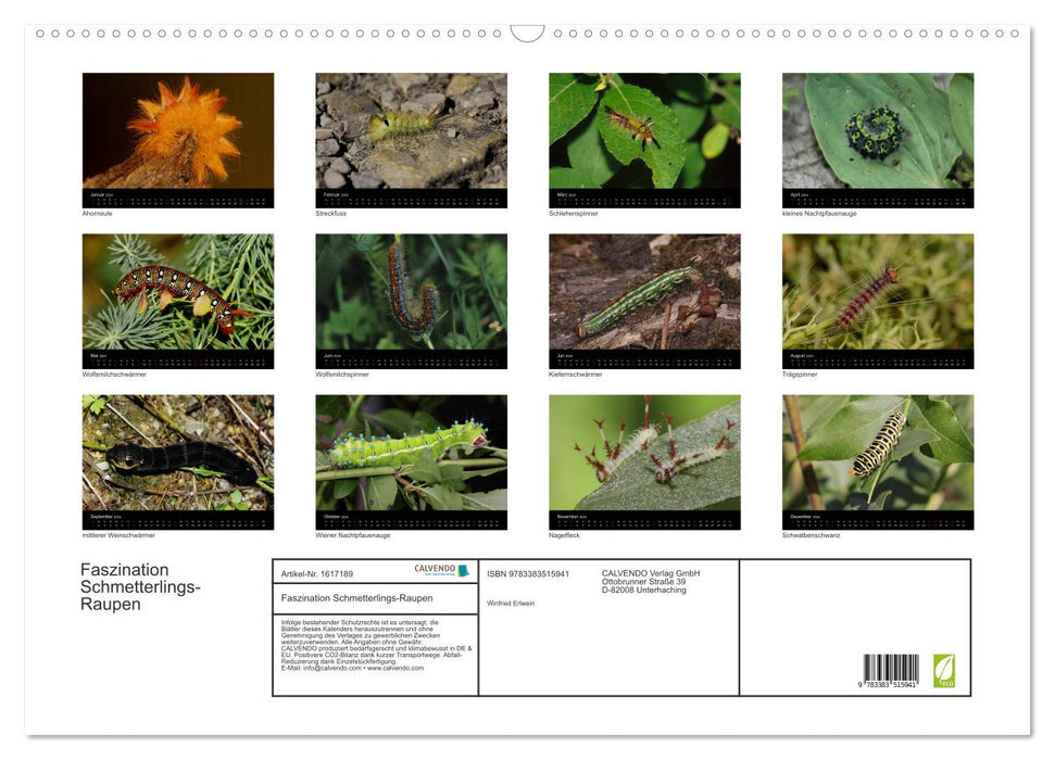 Faszination Schmetterlingsraupen (CALVENDO Wandkalender 2024)