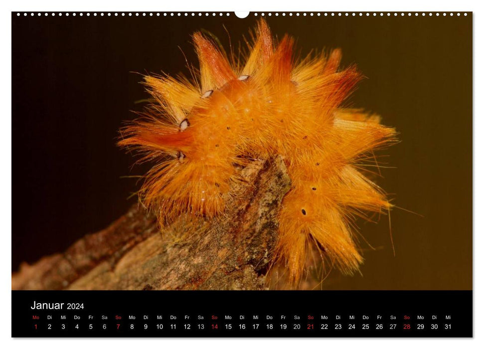 Fascination with butterfly caterpillars (CALVENDO wall calendar 2024) 