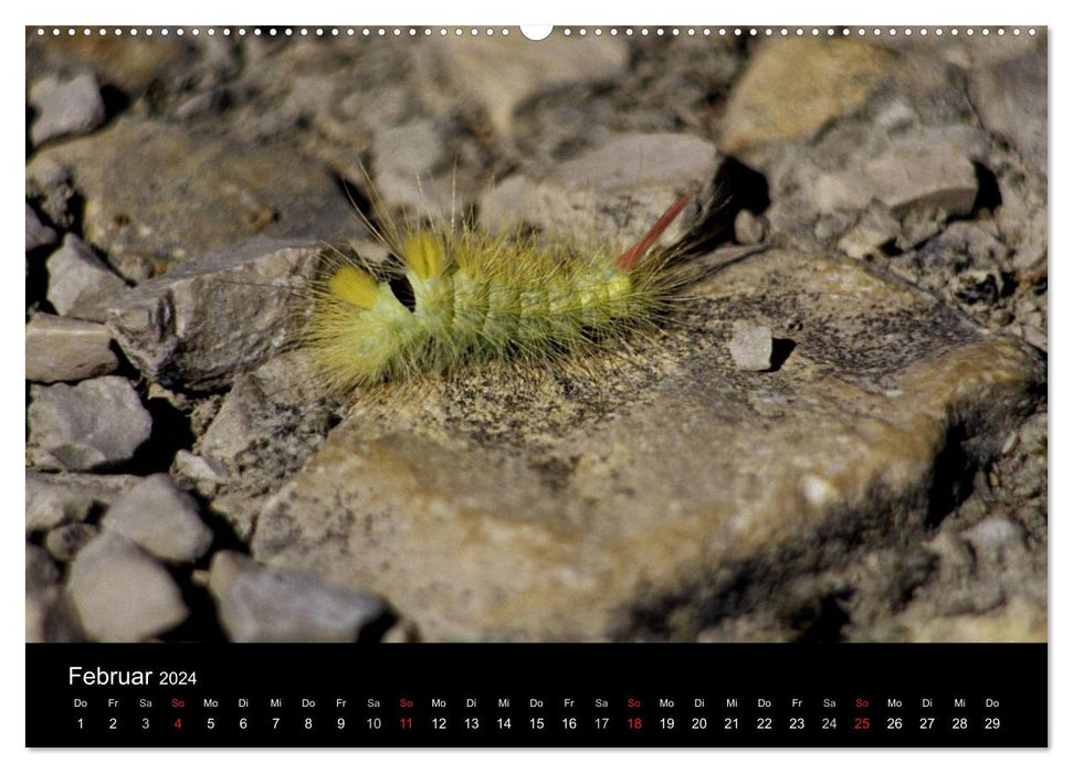 Fascination avec les chenilles de papillons (Calendrier mural CALVENDO 2024) 