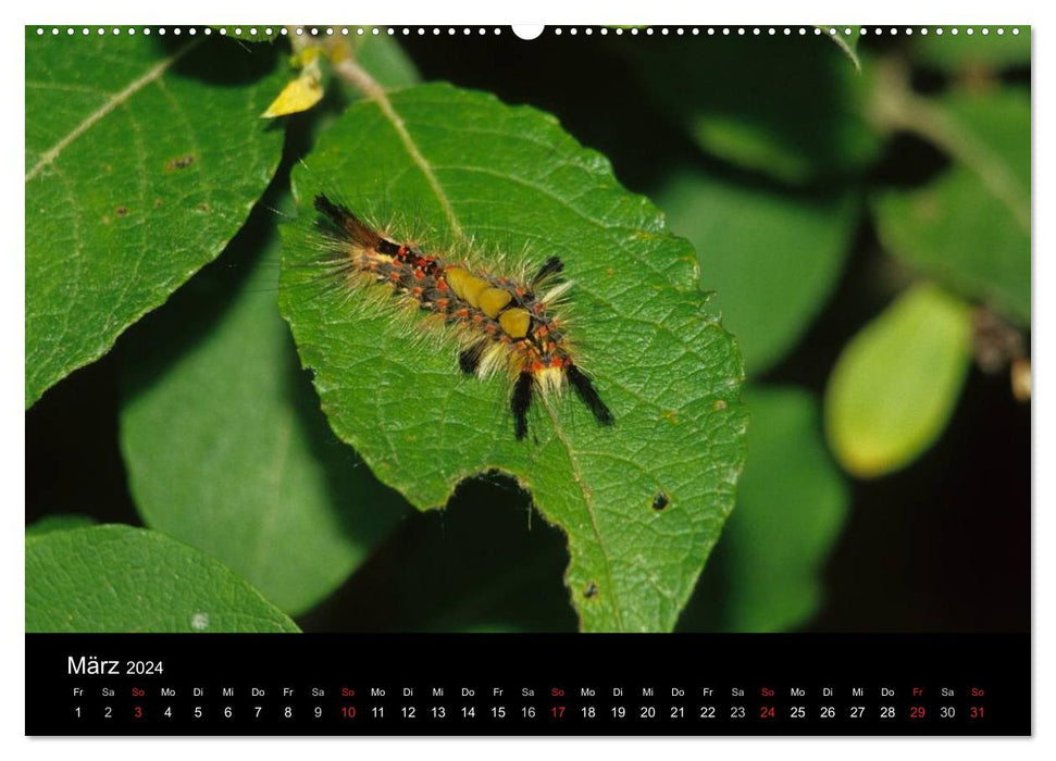 Fascination with butterfly caterpillars (CALVENDO wall calendar 2024) 