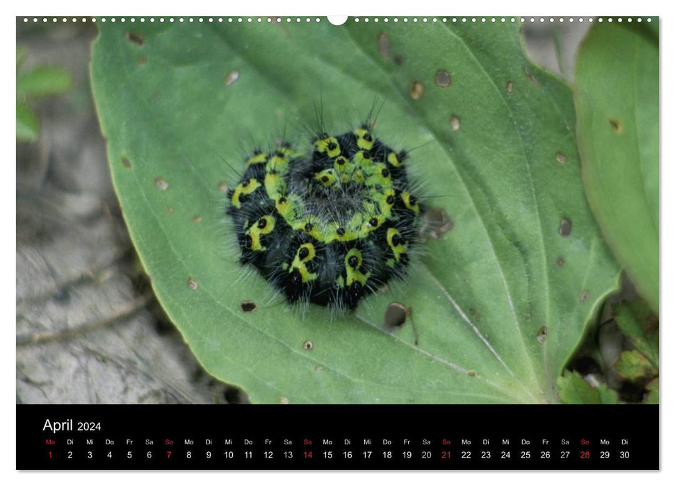 Fascination avec les chenilles de papillons (Calendrier mural CALVENDO 2024) 