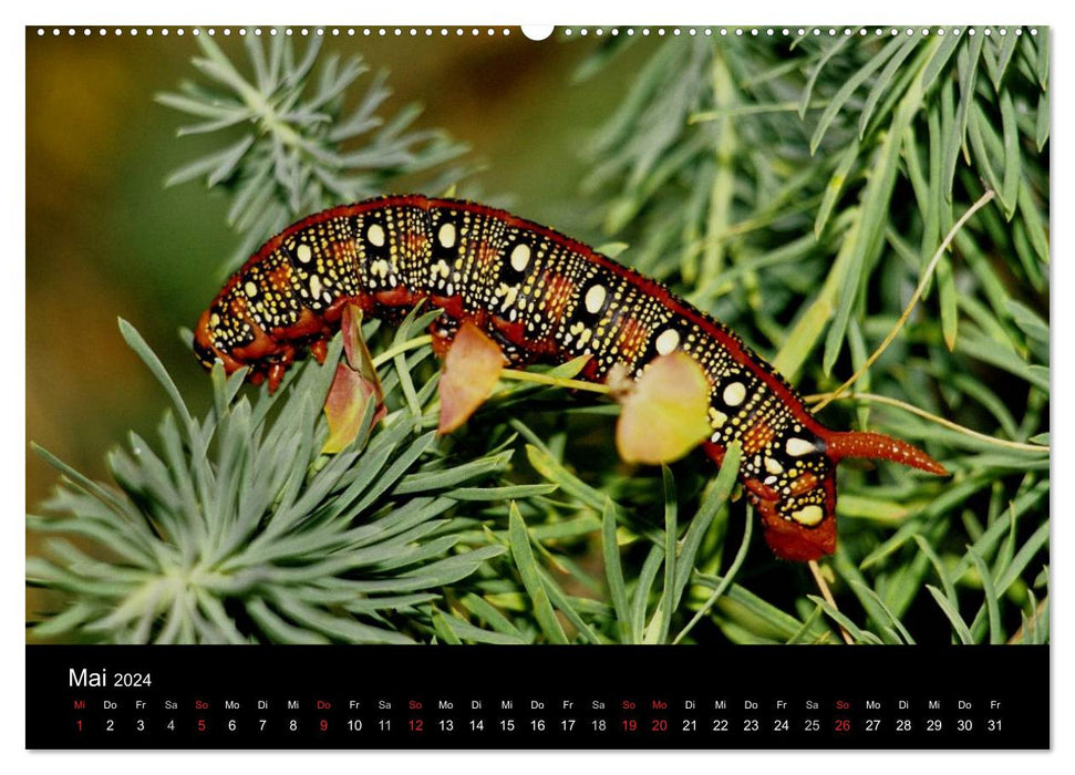 Fascination with butterfly caterpillars (CALVENDO wall calendar 2024) 