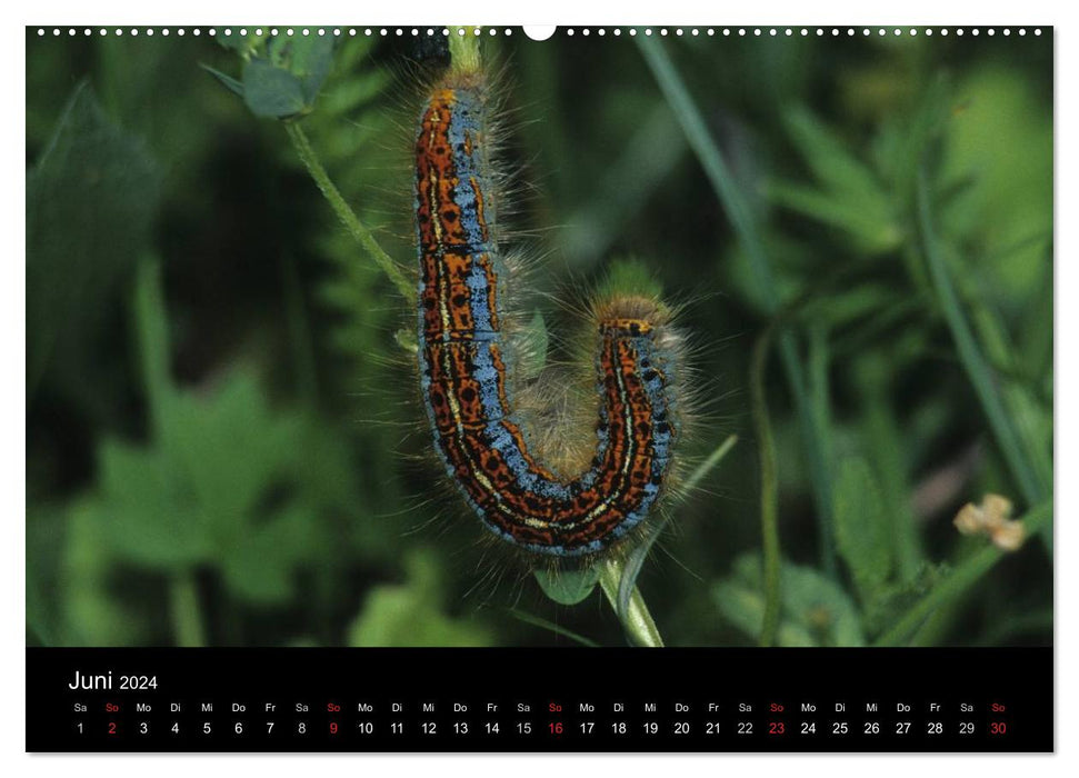 Fascination with butterfly caterpillars (CALVENDO wall calendar 2024) 